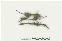 藏品(爪哇雀尾苔)的圖片